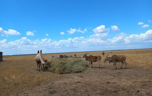 Общая сумма нанесенного ущерба – 85,2 млн грн
