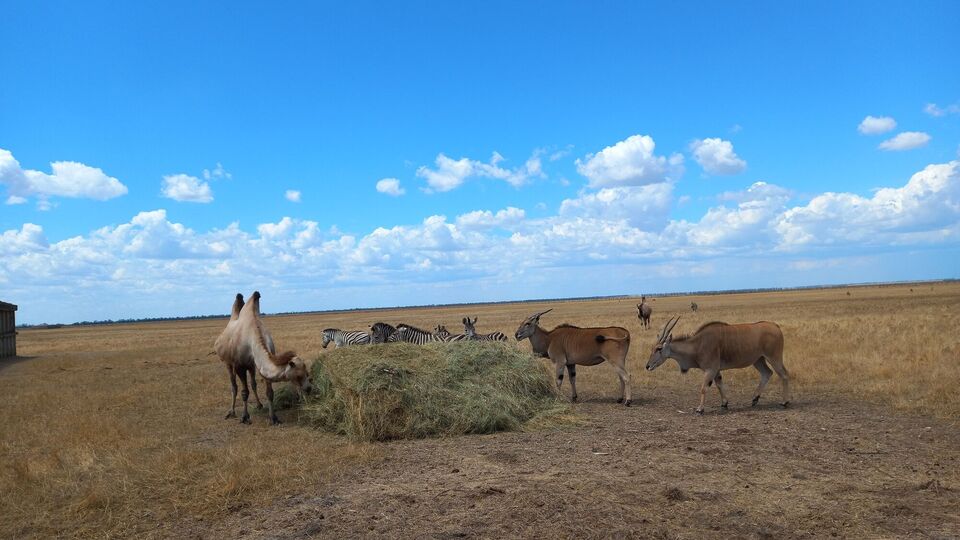 Общая сумма нанесенного ущерба – 85,2 млн грн