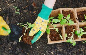 Томати будуть готові до висаджування в теплицю приблизно на початку травня