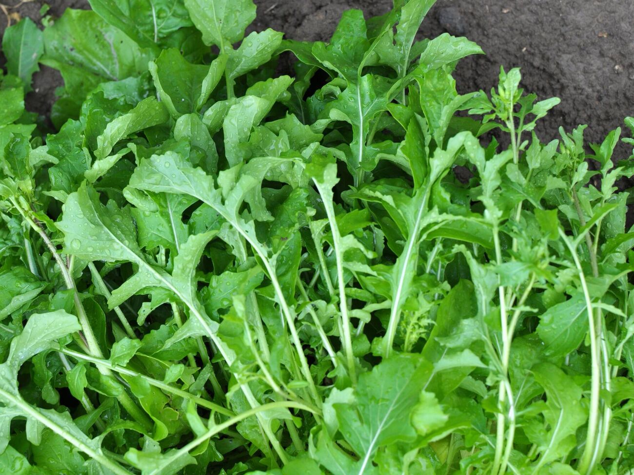 Руколу можна швидко виростити в домашніх умовах