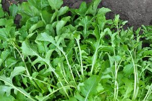 Руколу можна швидко виростити в домашніх умовах