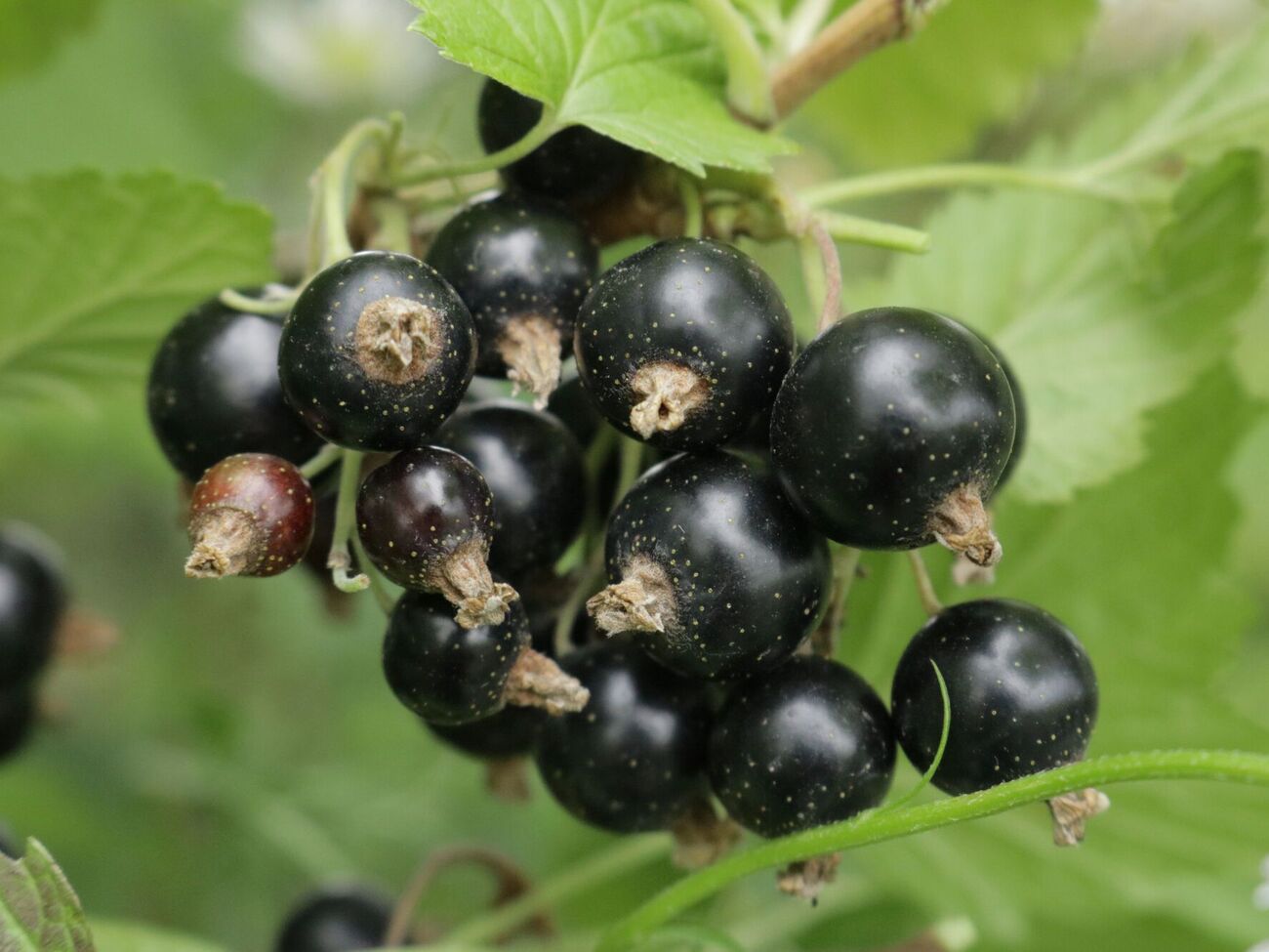 Для підживлення смородини знадобляться деревний попіл і перепрілий гній