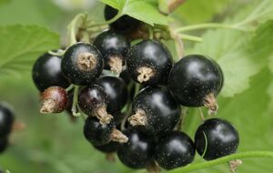 Для підживлення смородини знадобляться деревний попіл і перепрілий гній