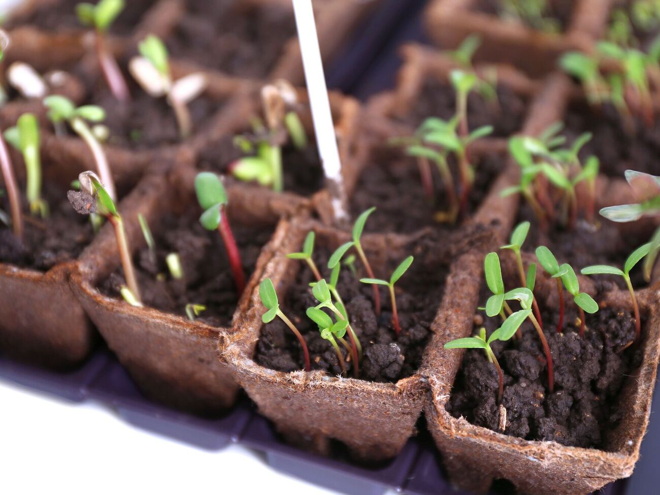 Замочування насіння у стимуляторах росту пришвидшить ріст і розвиток культур