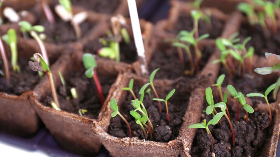 Замочування насіння у стимуляторах росту пришвидшить ріст і розвиток культур