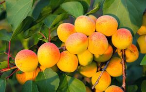 Абрикос плохо плодоносит рядом с некоторыми растениями