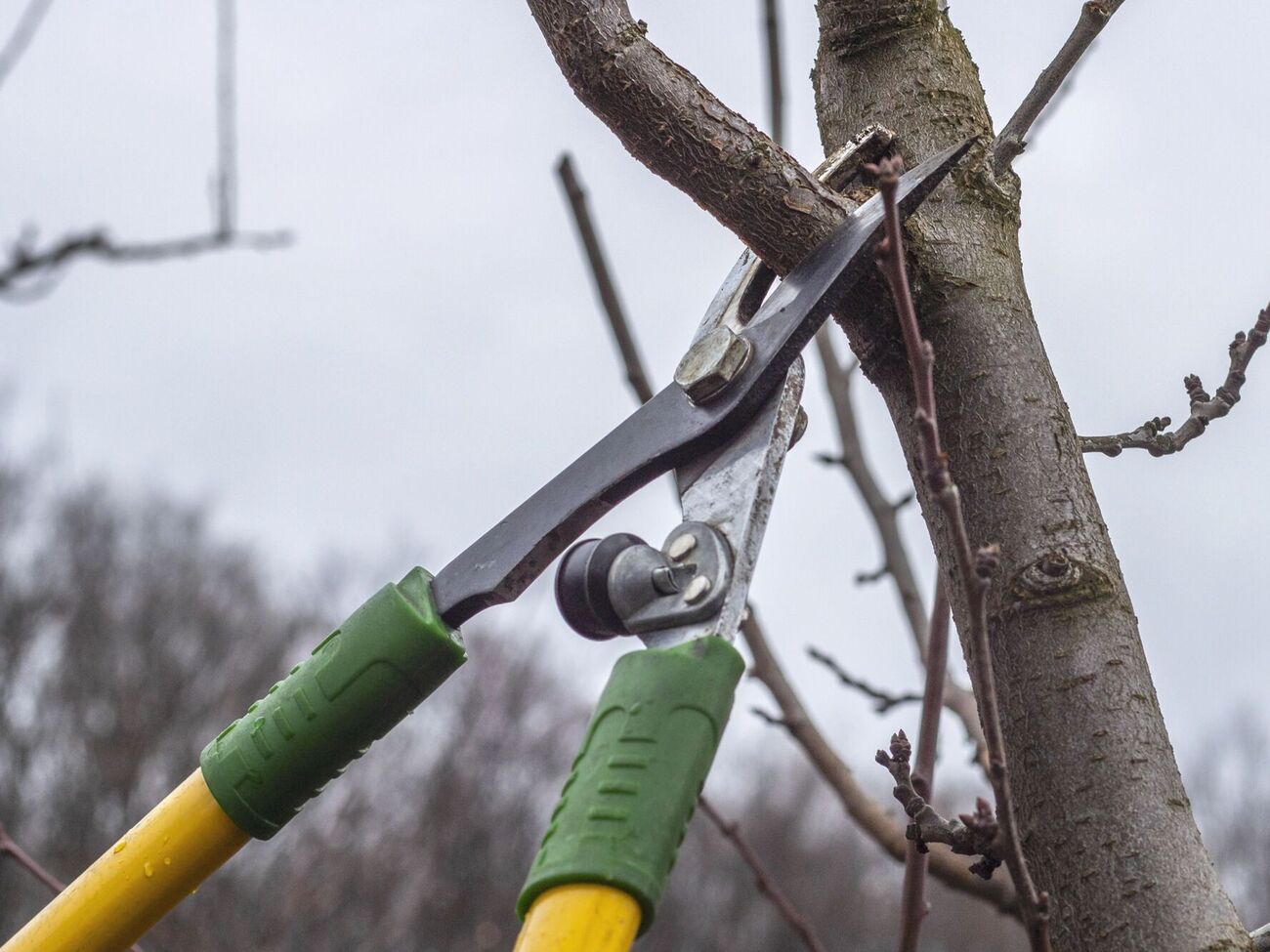 Волчки могут загущать крону