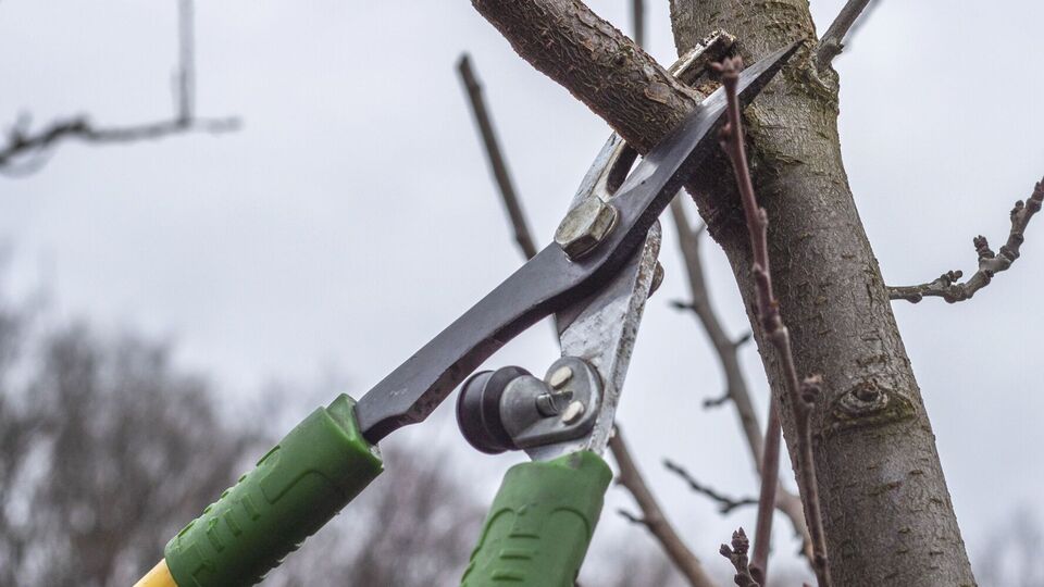 Волчки могут загущать крону