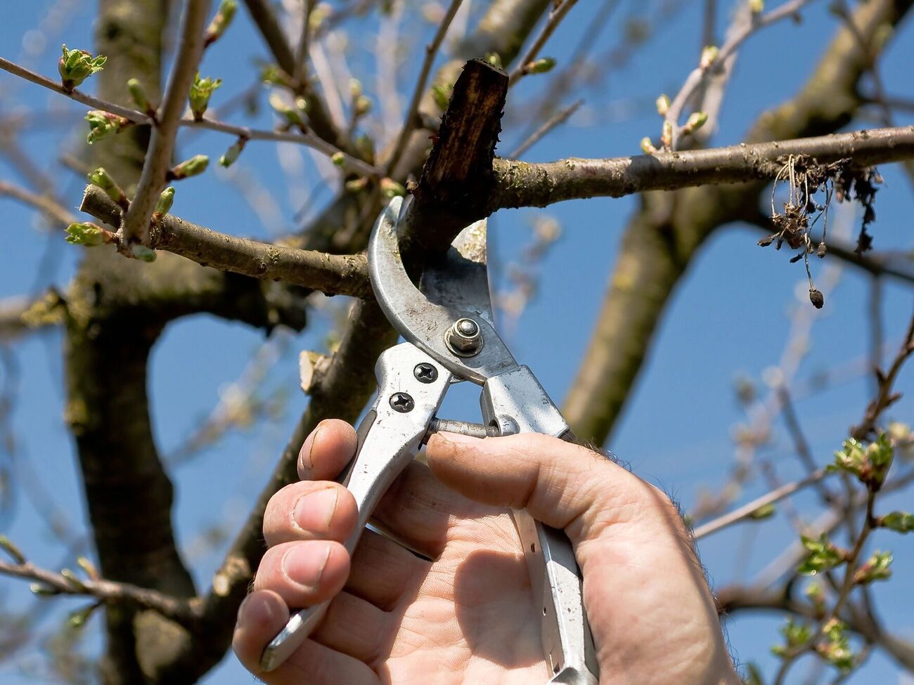 Главный принцип обрезки вишни состоит в том, что побеги нужно не укорачивать, а прореживать