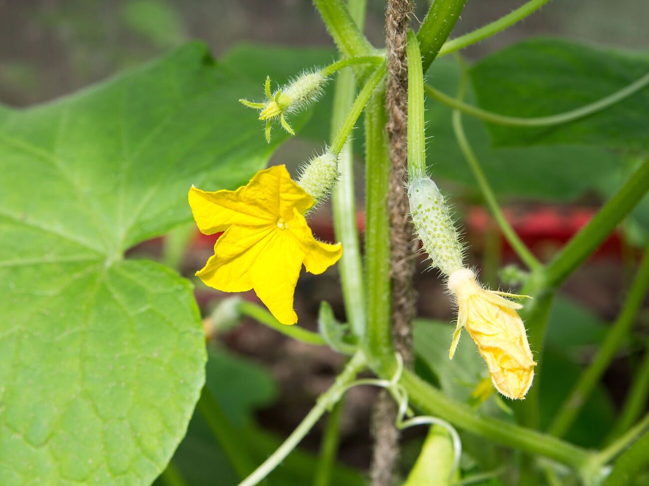 Пустоцвіти огірків потрібні для запилення