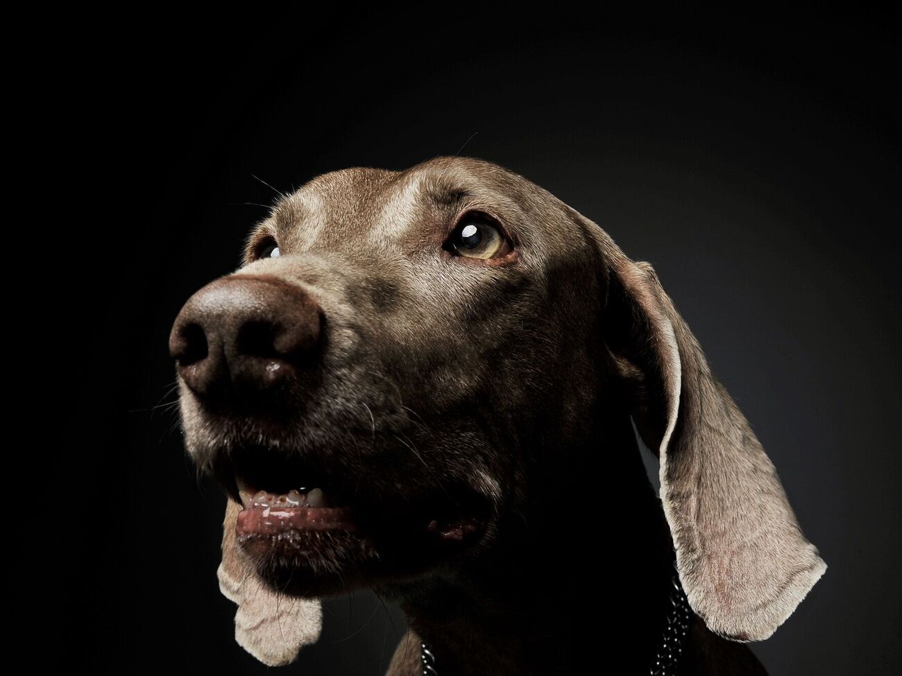 В жестоком обращении с животным подозревают подростков в возрасте 14–16 лет