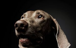 В жестоком обращении с животным подозревают подростков в возрасте 14–16 лет