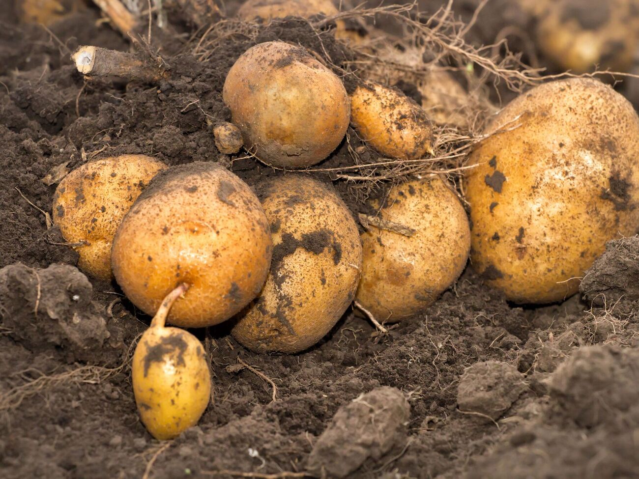 Огородница порекомендовала добавлять горсть шелухи в каждую лунку при посадке картофеля
