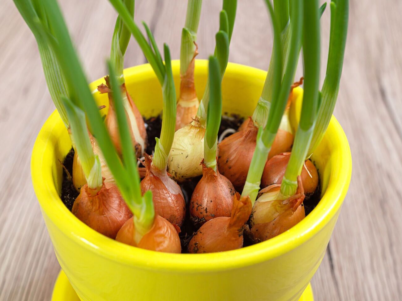 Перед посадкой лук нужно прогреть в теплой воде