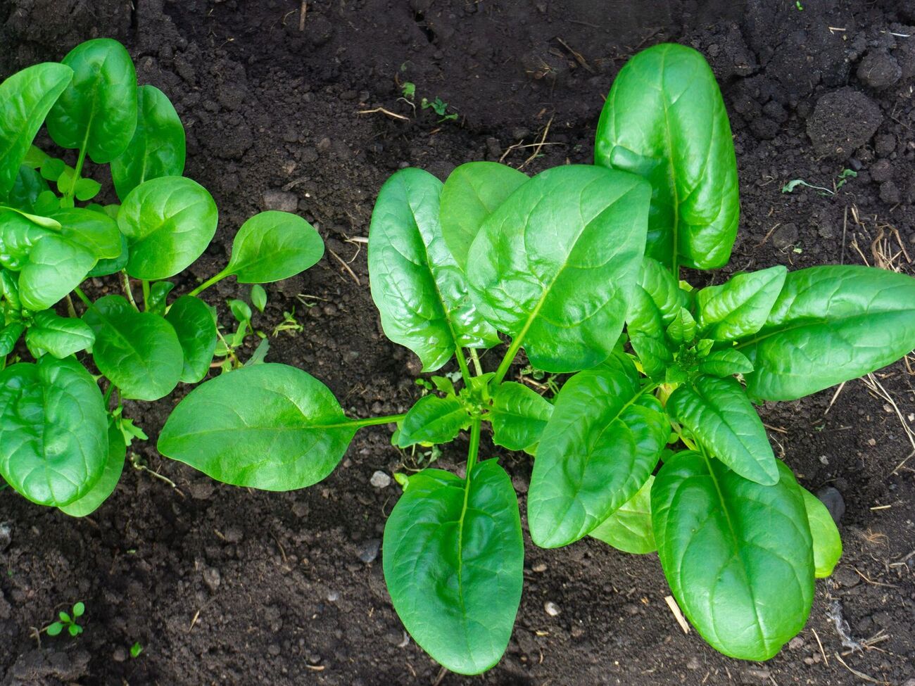 Многие виды зелени можно сажать в марте в открытую почву