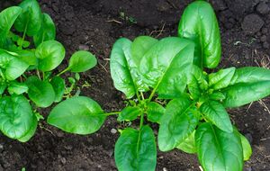 Многие виды зелени можно сажать в марте в открытую почву