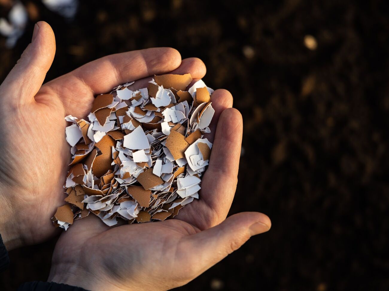 Из яичной скорлупы легко приготовить кальцинированное удобрение