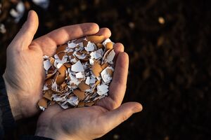 Из яичной скорлупы легко приготовить кальцинированное удобрение