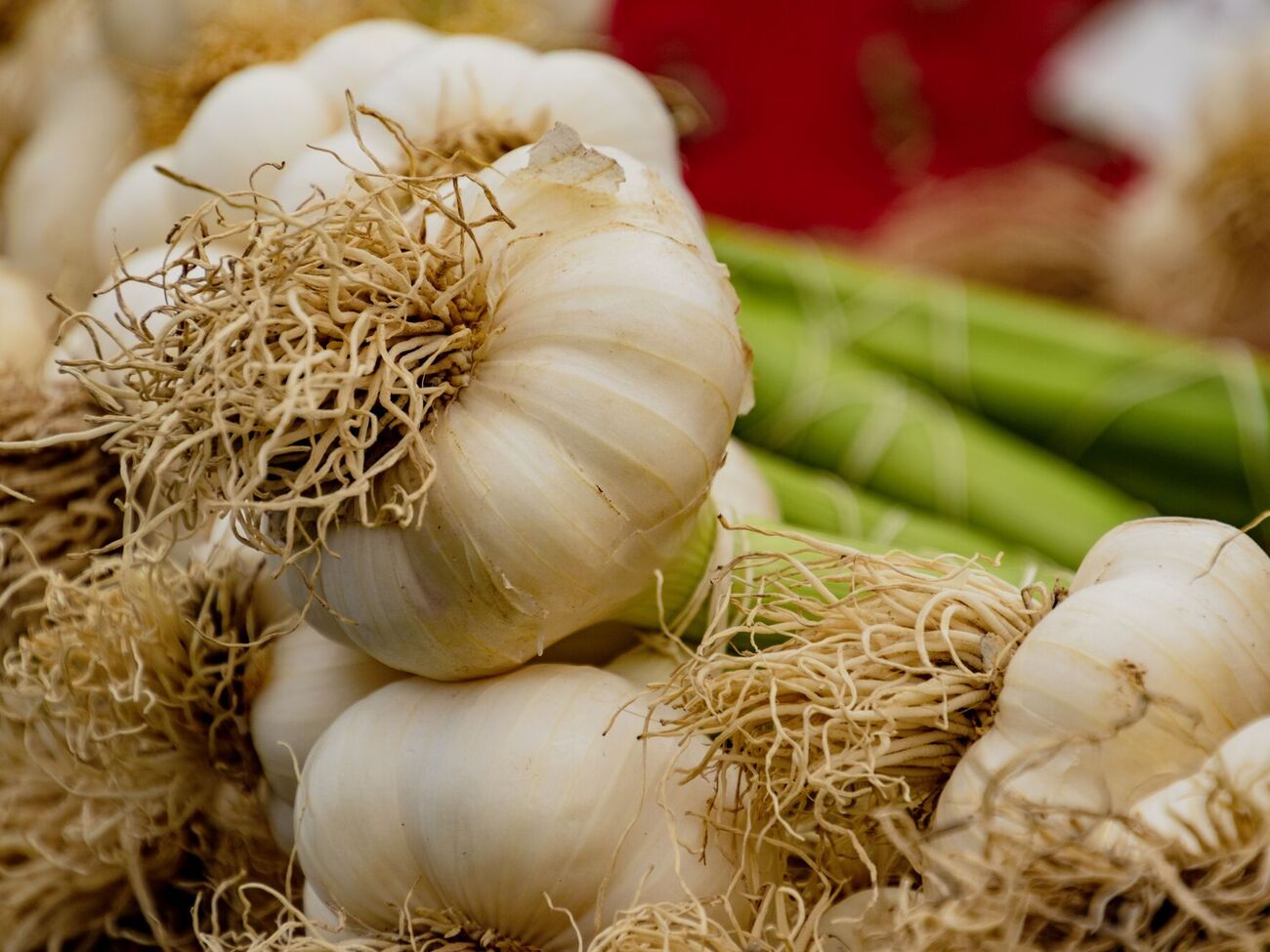 Чеснок будет лучше расти, если рядом будут дружественные растения