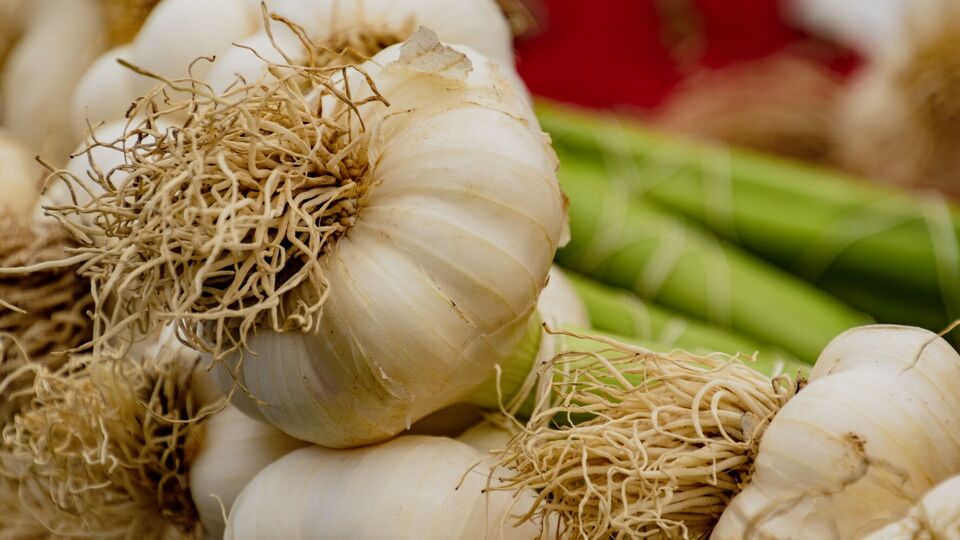 Чеснок будет лучше расти, если рядом будут дружественные растения