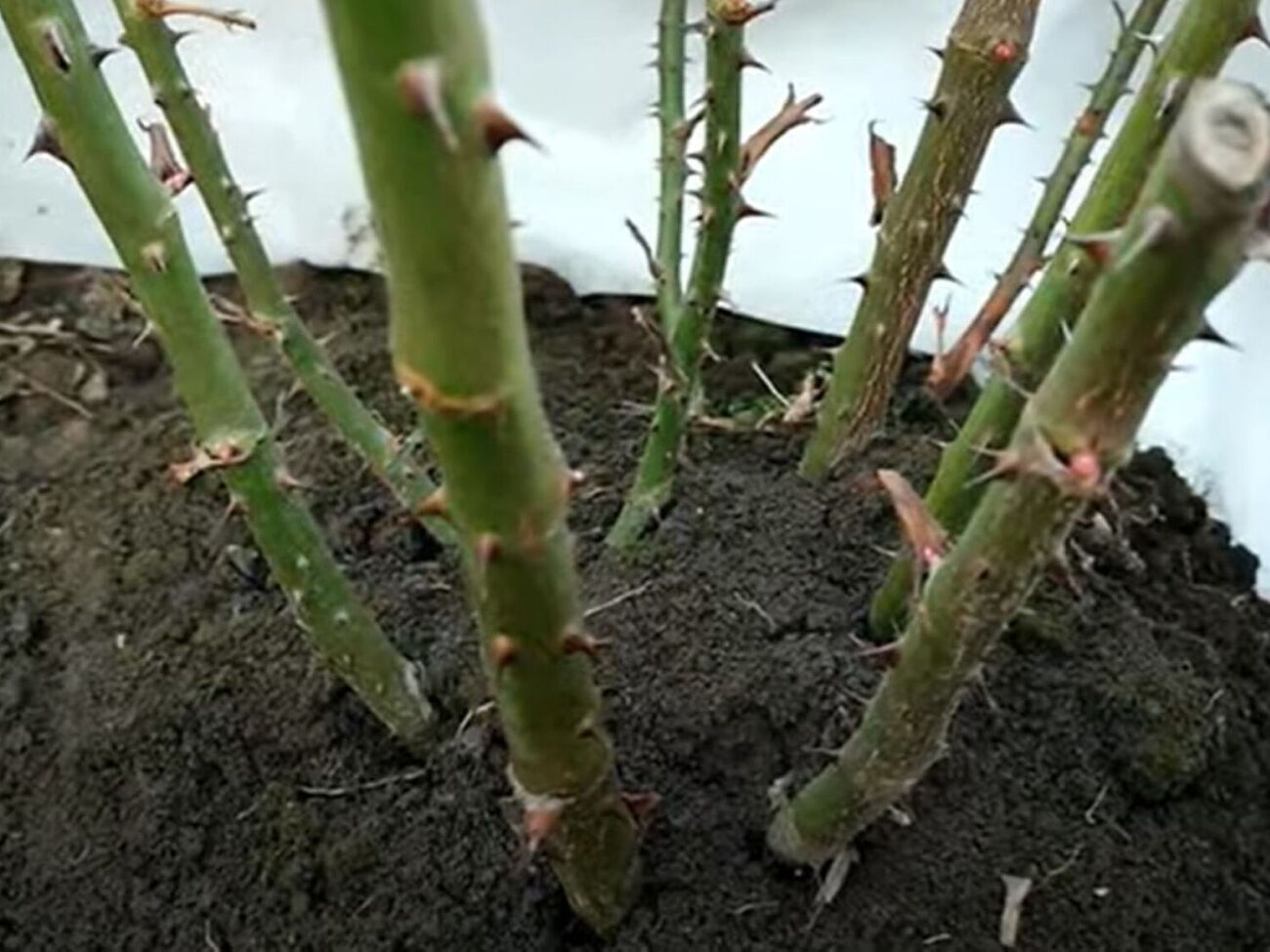 Во время первой обработки роз температура воздуха должна быть выше 5 °C