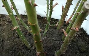 Во время первой обработки роз температура воздуха должна быть выше 5 °C