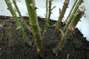 Під час першого оброблення троянд температура повітря має бути вищою за +5 °C