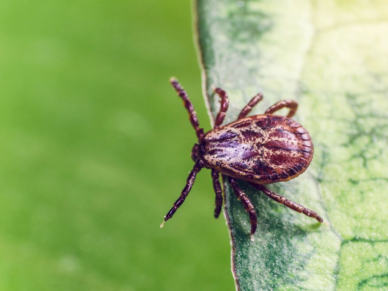 Клещи не терпят резких ароматов