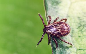 Клещи не терпят резких ароматов