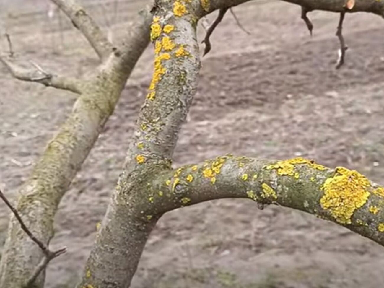 После того, как мох и лишайники будут удалены с веток, сад можно обработать