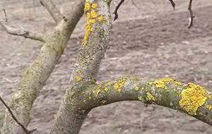 После того, как мох и лишайники будут удалены с веток, сад можно обработать