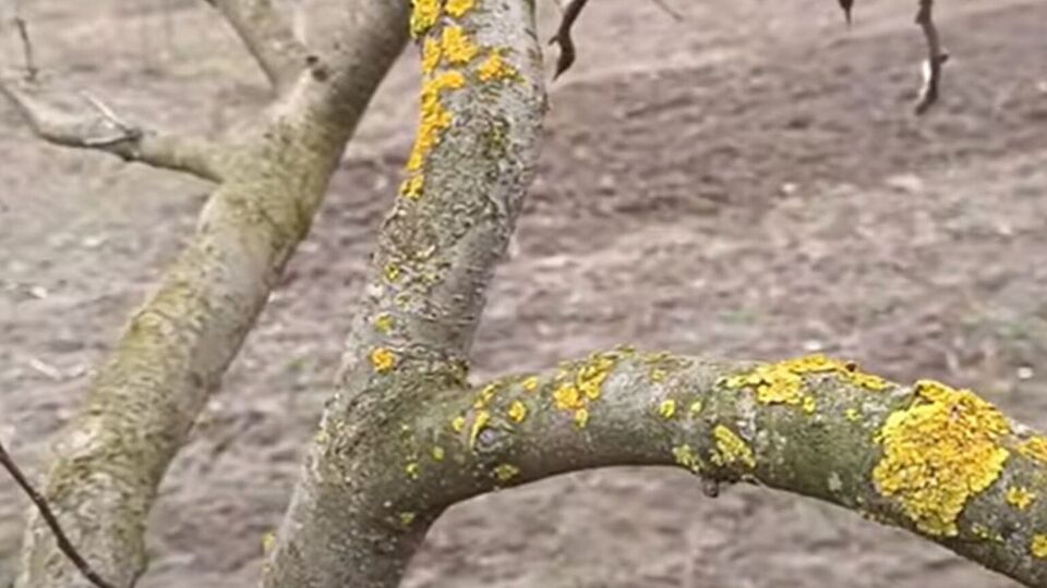 Після того, як мох та лишайники буде видалено з гілок, сад можна обробити