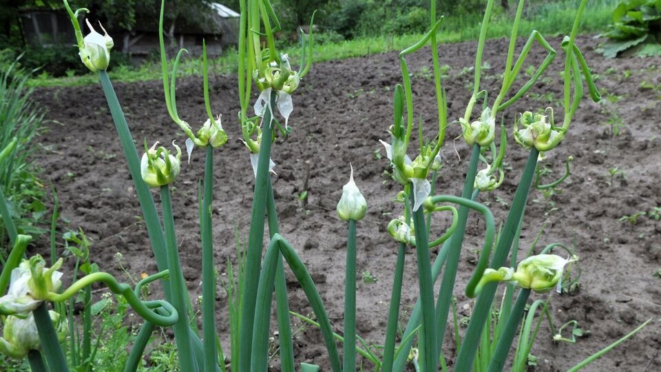 От стрелок нужно избавиться