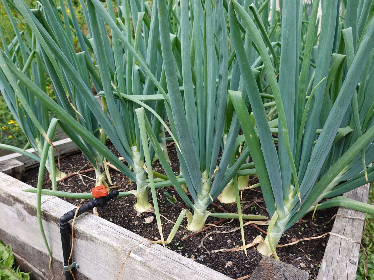 Цибулю потрібно висаджувати у прогрітий ґрунт