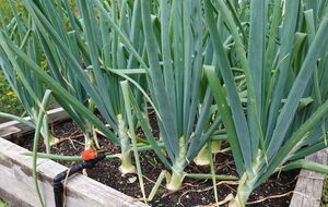 Лук нужно высаживать в прогретый грунт