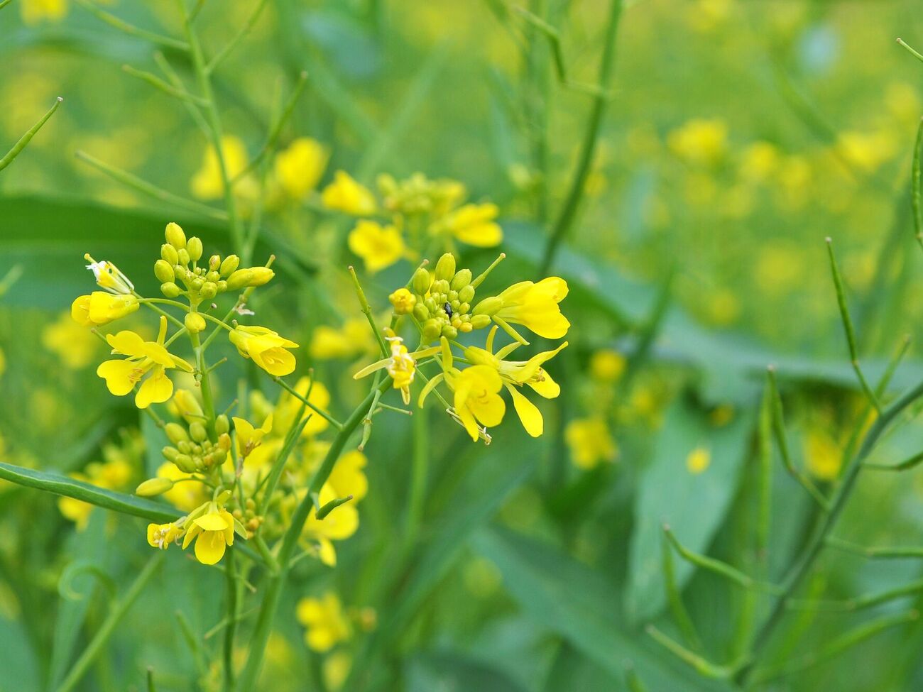 Горчица обладает множеством полезных свойств для хорошего урожая