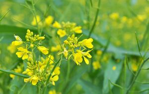 Горчица обладает множеством полезных свойств для хорошего урожая