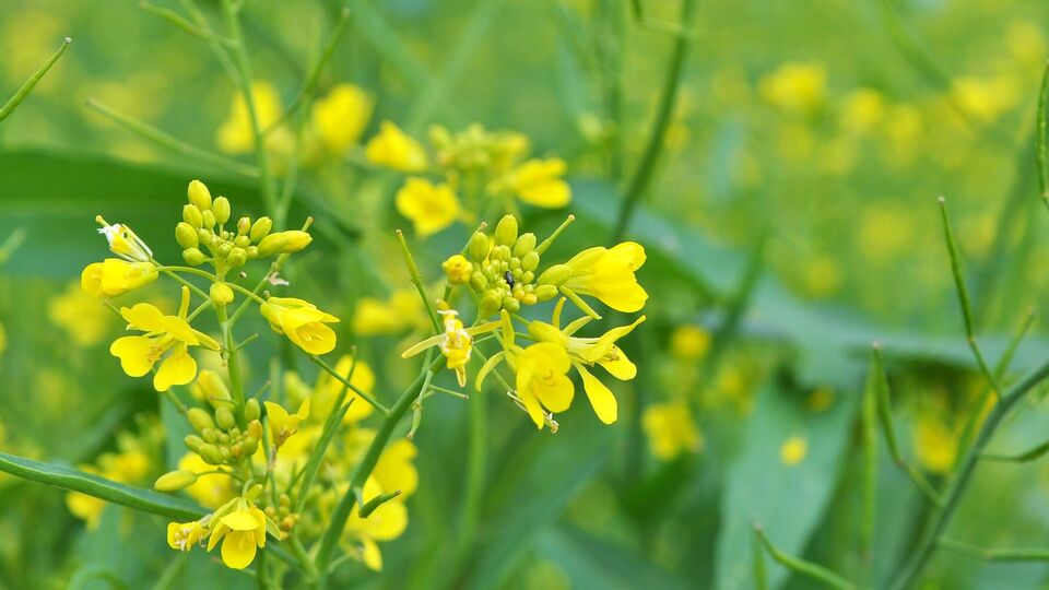 Горчица обладает множеством полезных свойств для хорошего урожая