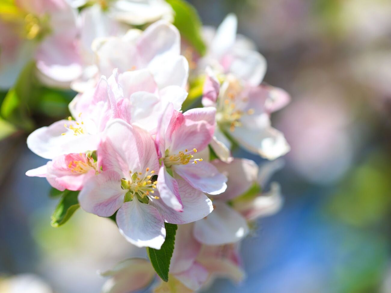 За сезон нужно сделать четыре обработки сада