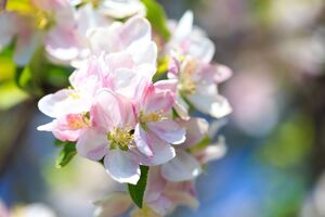 За сезон нужно сделать четыре обработки сада