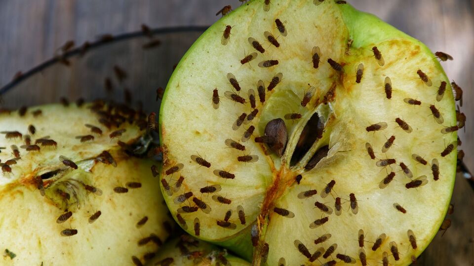 Різкі аромати часнику й хрону відлякують комах