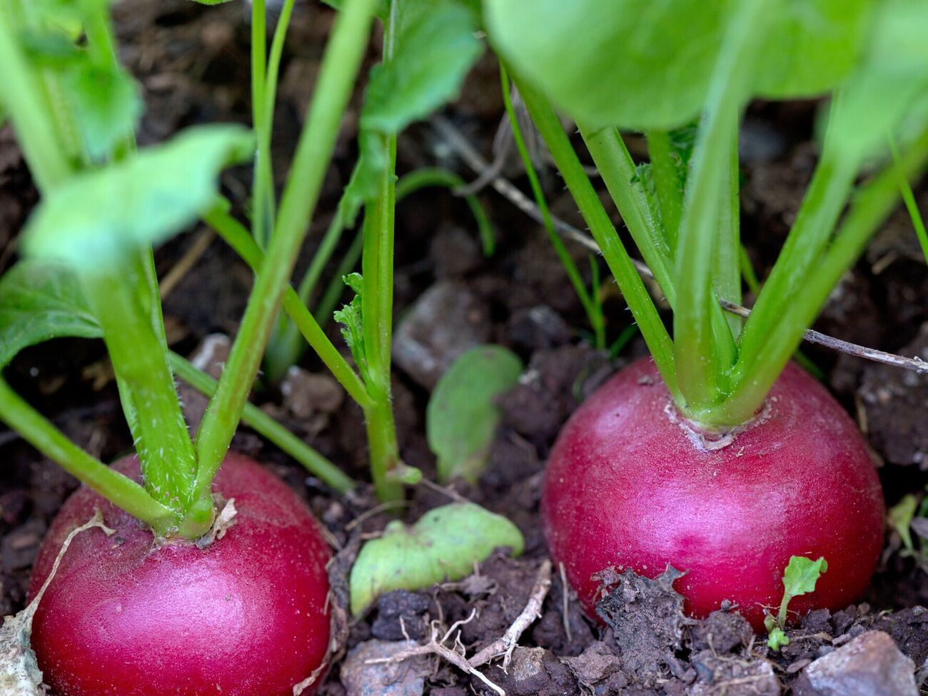 Для подкормки редиса нужны удобрения, в которых содержатся фосфор, азот и калий