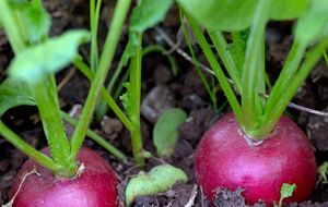 Для подкормки редиса нужны удобрения, в которых содержатся фосфор, азот и калий