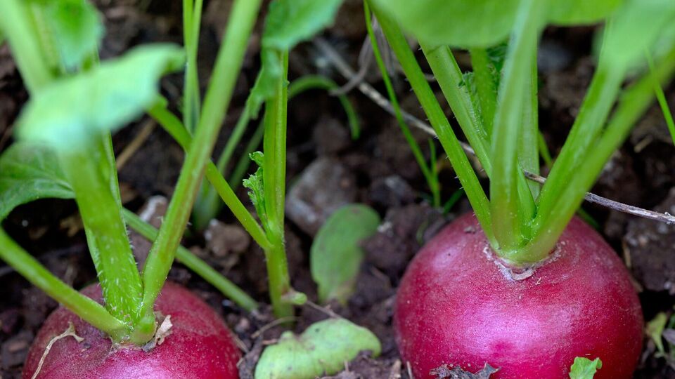 Для подкормки редиса нужны удобрения, в которых содержатся фосфор, азот и калий
