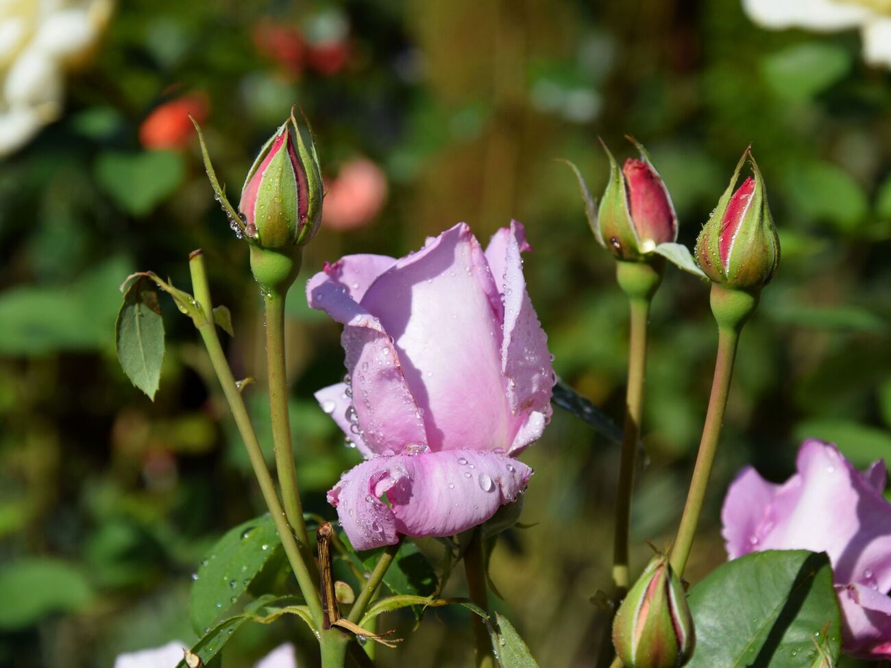 Троянди можна врятувати