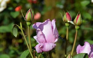 Розы можно спасти