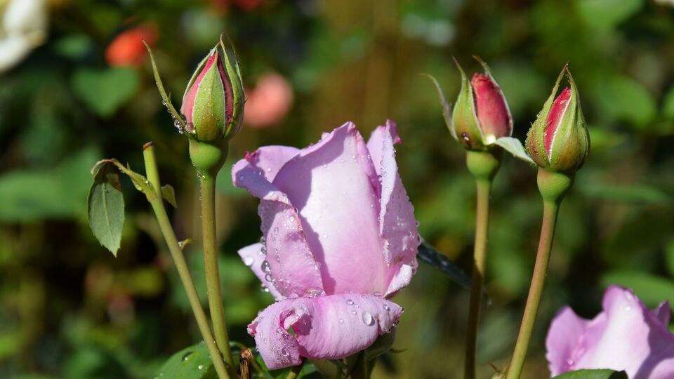 Троянди можна врятувати