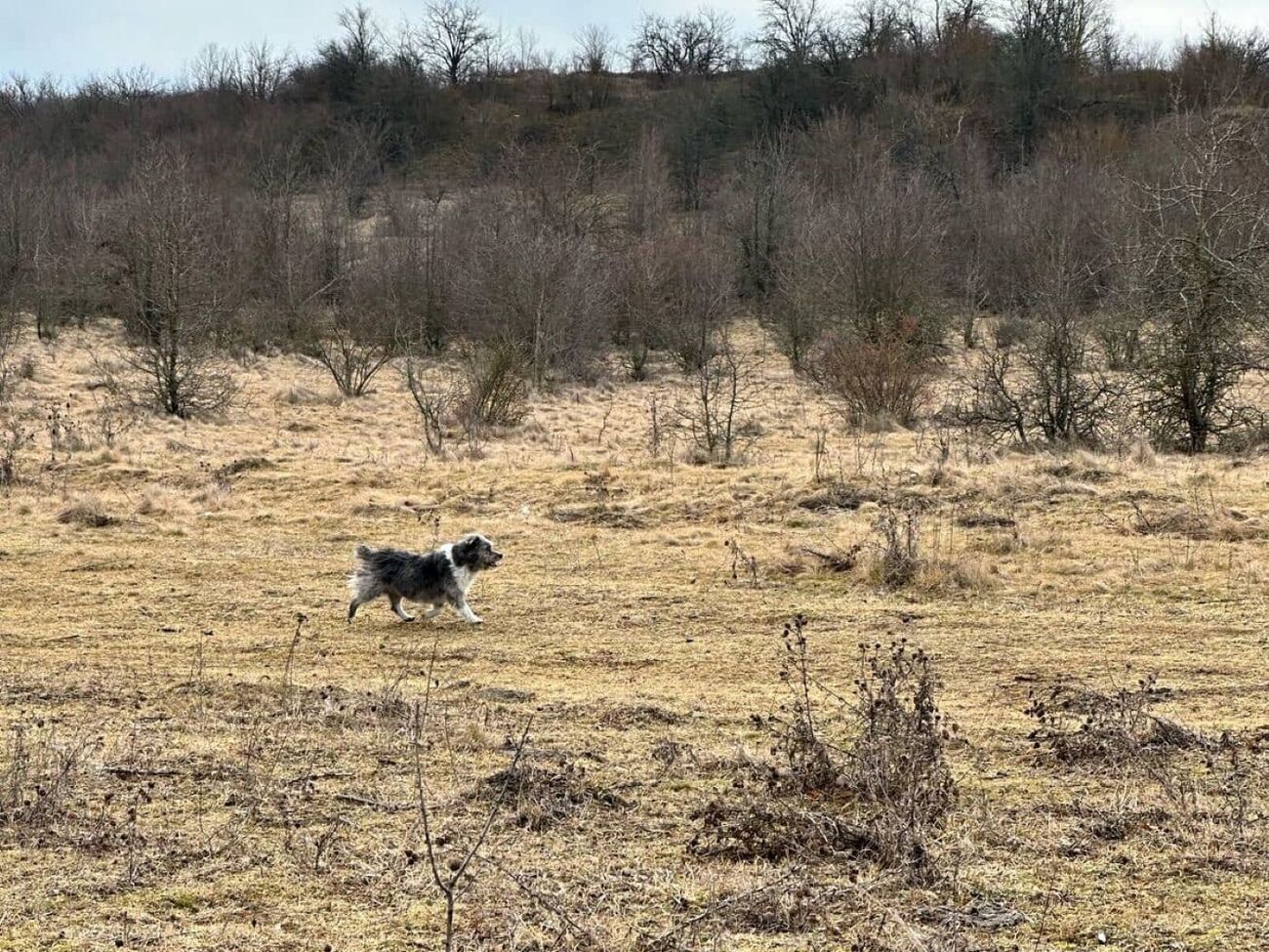 Благодаря собаке Барбосу состояние ребенка относительно удовлетворительное