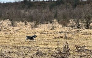 Благодаря собаке Барбосу состояние ребенка относительно удовлетворительное