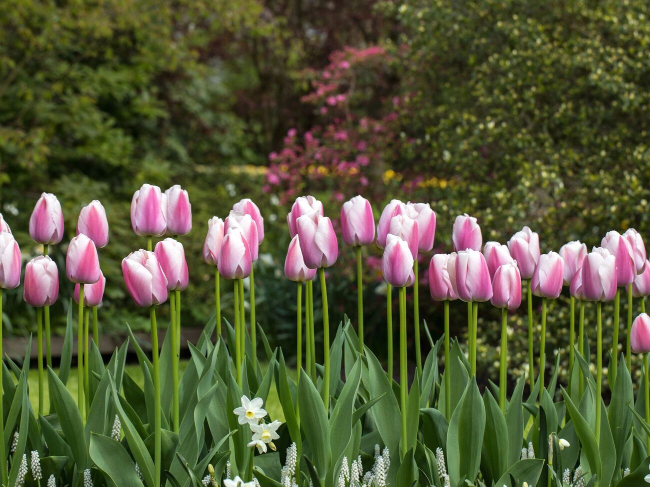 Найкраще для підживлення тюльпанів використовувати аміачну селітру